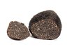 Wintertrüffel Perigord Tuber melanosporum Vitt. Wintertrüffel Perigord Tuber melanosporum Vitt.