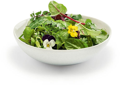 Wildkräutersalat Wildkräutersalat