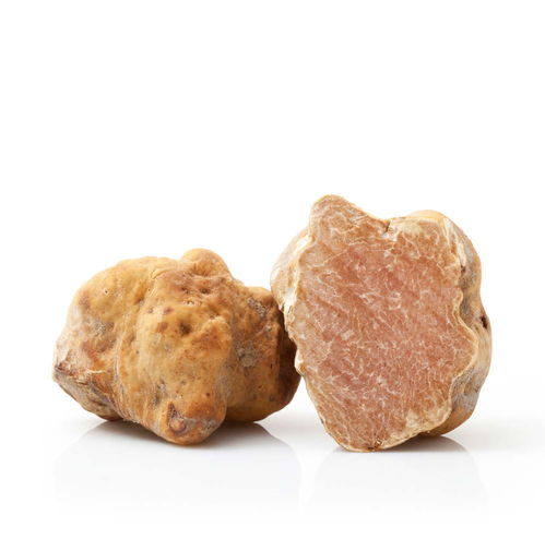 Trüffel weiss frisch Tuber magnatum Pico Trüffel weiss frisch Tuber magnatum Pico