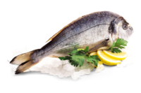 Dorade Royale