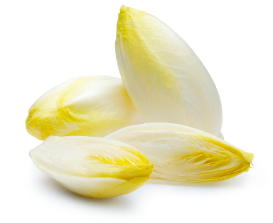 Chicorée, weiß Chicorée, weiß