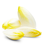 Chicorée, weiß