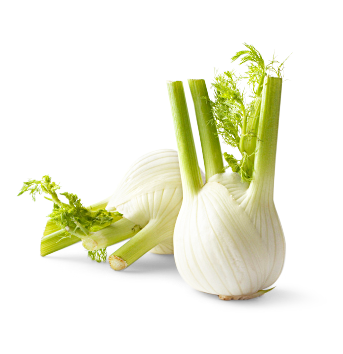 Image of Fenchel