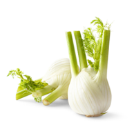 Fenchel