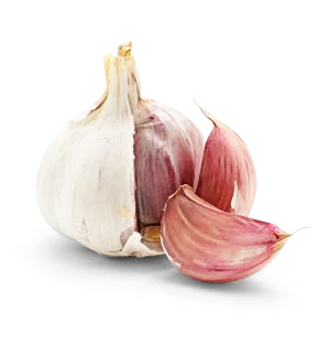 Knoblauch frisch