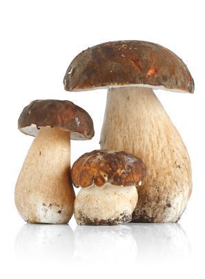 Steinpilze Steinpilze