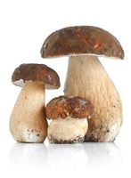 Steinpilze