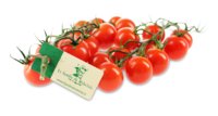 Cocktailtomaten