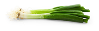 Lauchzwiebel
