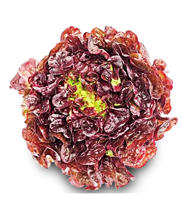 Image of Salat Eichblatt