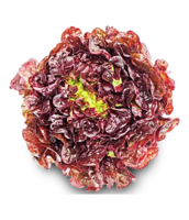 Salat Eichblatt