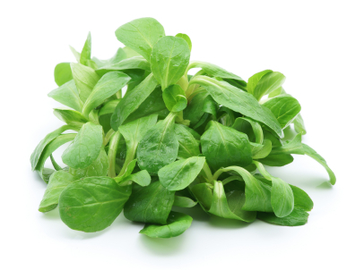 Feldsalat Feldsalat