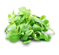Feldsalat