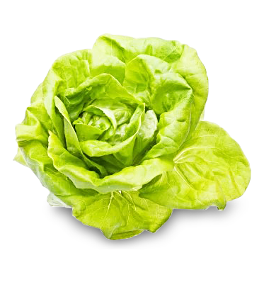 Image of Kopfsalat