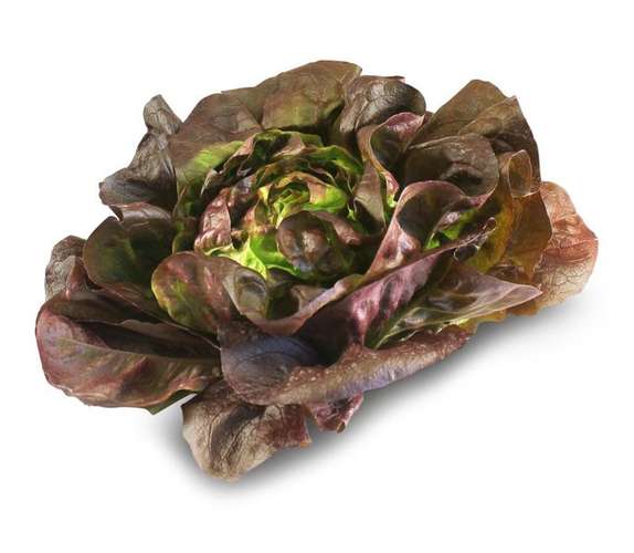 Kopfsalat rot Kopfsalat rot