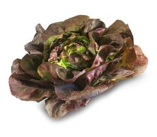 Kopfsalat rot Kopfsalat rot
