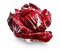 Radicchio