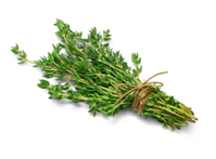 Thymian