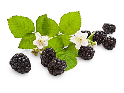 Image of Brombeeren