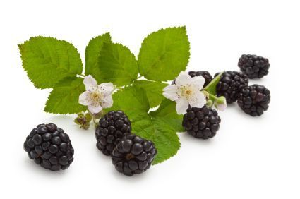 Brombeeren Brombeeren