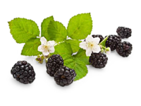 Brombeeren
