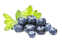 Kulturheidelbeeren