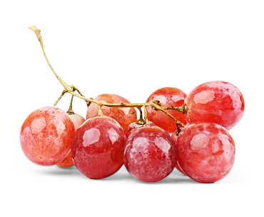 Image of Traube rose kernlos