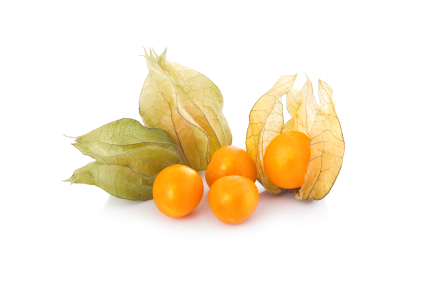 Physalis Physalis