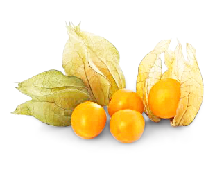 Physalis Physalis