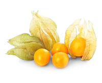 Physalis