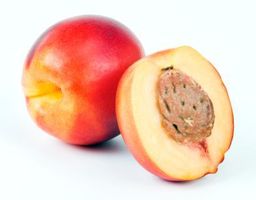 Nektarinen weiß