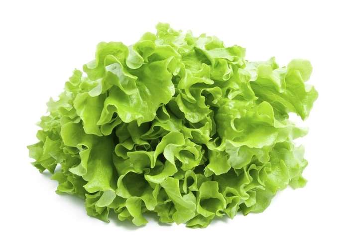 Salat Novita Salat Novita