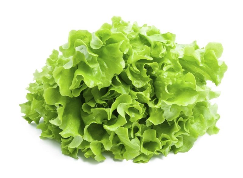 Salat Novita Salat Novita