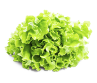 Salat Novita