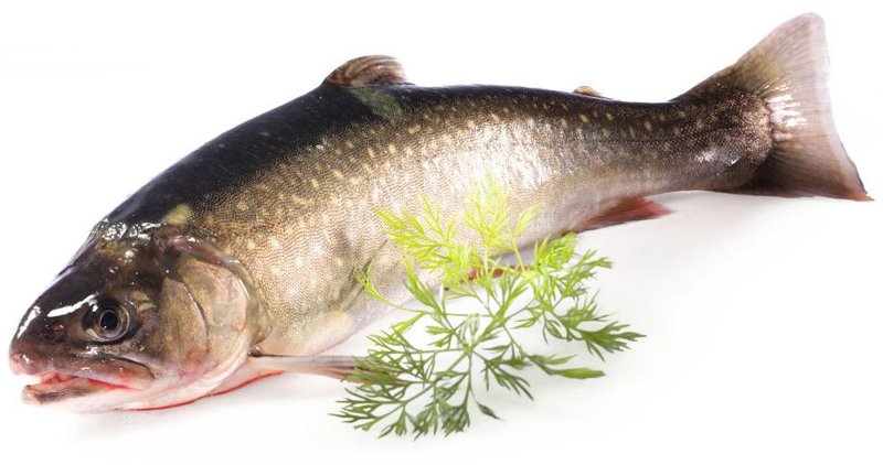 Saibling aus Lechtaler Quellgewässern Saibling aus Lechtaler Quellgewässern