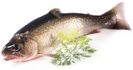 Saibling aus Lechtaler Quellgewässern Saibling aus Lechtaler Quellgewässern