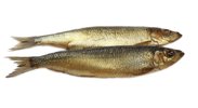 Bückling geräuchert Bückling geräuchert