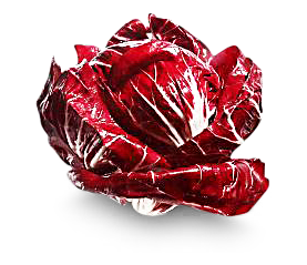 Radicchio
 