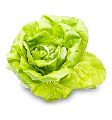 Kopfsalat
 