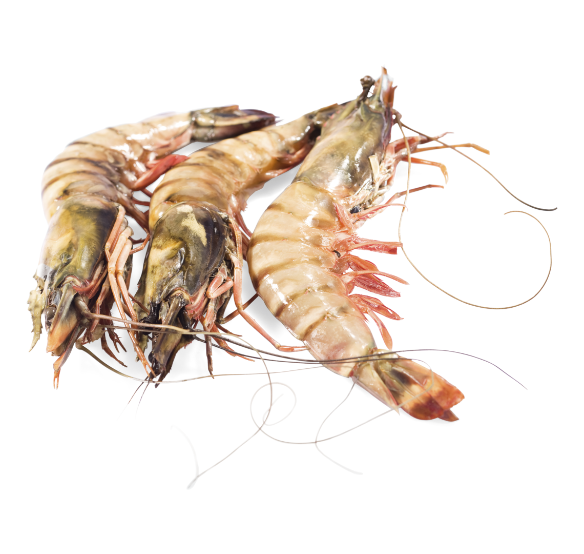 Riesengarnelen Wildfang 