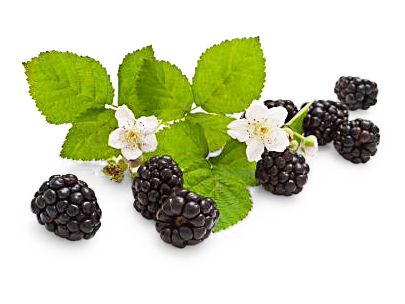 Brombeeren 