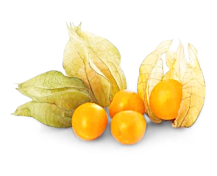 Physalis
 
